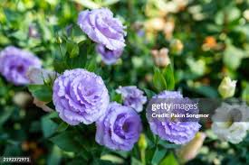 Image result for eustoma lisianthus in garden
