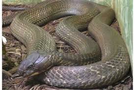 Cara cegah ular kobra masuk rumah selama musim hujan musim hujan menjadi salah satu musim yang wajib diwaspadai banyak orang, salah satunya masuknya hewan melata ular kobra ke dalam rumah. Musim Penghujan Tiba Ular Kobra Bermunculan Begini Cara Cegah Ular Masuk Rumah Garam Tak Akan Mempan Semua Halaman Sosok