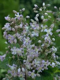Robert brydon' with 27 images, one comment, and 28 data details. Clematis Mrs Robert Brydon Verschoor Horticulture