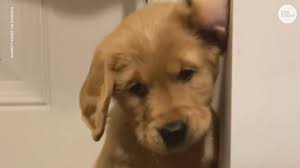 Maybe you would like to learn more about one of these? Golden Retriever Puppy Discovers Doorstop And It S Adorable