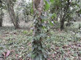 Image result for Piper guineense