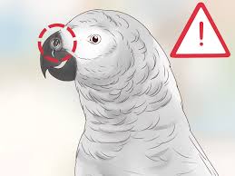 How To Feed Parrots 12 Steps With Pictures Wikihow