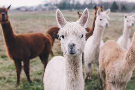 Alpaca city is endeavoring to create a more accessible defi ecosystem by combining the power of yield farming. Alpaca Therapy Helps Convicts With Mental Illness In German Hospital Daily Sabah