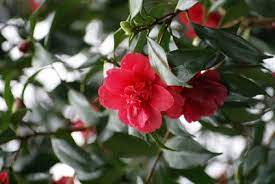How To Plant Camellias In Pots Ehow Uk Plants Growing Cherry Trees Camellia Plant