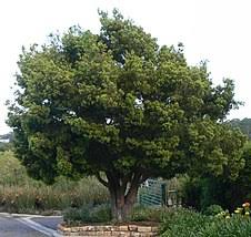 A zero tolerance and zero harvesting quota under all circumstances, for the outeniqua yellowwood and real yellowwood across south africa. Afrocarpus Falcatus Wikipedia