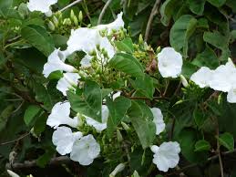 Image result for Ipomoea turbinata