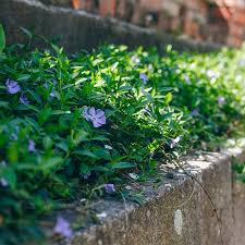 Image result for Vinca minor