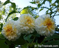 Montanoa bipinnatifida is a species of plants with 93 observations. Montanoa Bipinnatifida Tree Chrysanthemum Pom Pom Tree Toptropicals Com