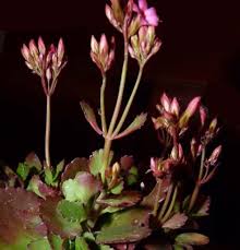 Di seguito la risposta corretta a pianta con fiori gialli a grappolo cruciverba, se hai bisogno di ulteriore aiuto per completare il tuo cruciverba continua la navigazione e prova la nostra la soluzione migliore soluzione al cruciverba per pianta con fiori gialli a grappolo. Pianta Grassa Con Fiori Gialli A Grappolo Kalanchoe Blossfeldiana Viridea Nel 2020 Kalanchoe Da Febbraio In Poi Produce Tanti Fiori Gialli E Al Suo Interno Contiene Sostanze Con Decorados De Unas