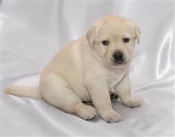 A dog breed is a particular strain or dog type that was purposefully bred by humans to perform specific tasks, such as herding, hunting, and guarding. Top 20 Cutest Dog Breeds That Are Guilty Of Being Too Adorable Pet Ponder