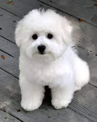 cambeas bichon frise puppies bichon dog bichon frise dogs cute dogs