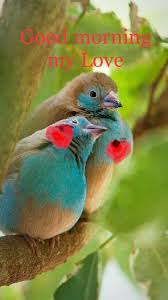 Birds Chirping In The Morning Spiritual Meaning Pin By Ileana Popovici On Guten Morgen Pretty Birds Animals Beautiful Animals