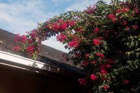 Image result for Bougainvillea sp. cultivar