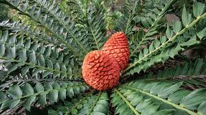Some botanists hypothesize that cycads originated as progymnosperms in the devonian period about 408 million to 360 million years ago. Cycad San Diego Zoo Animals Plants