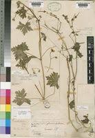 Image result for Geranium aculeolatum