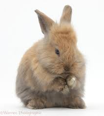 Often, veterinarians will have flea medicine that will make your pet. Pet Shop Animals For Sale Cat And Dog Lovers