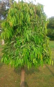 Image result for Monoon longifolium