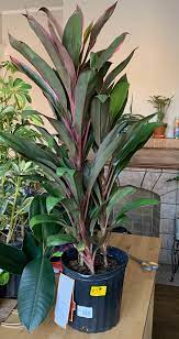 Gradually move into full sun. Lowes Near Me Got A New Shipment Of Plants So They Had To Put Stuff On Clearance To Make Room Any Ideas What It Is Houseplants