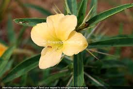 Image result for Barleria galpinii