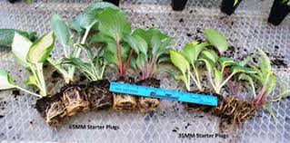 As soon as you've finished planting, water the hostas thoroughly to help settle the soil around the roots. Hosta Sizes Happy Healthy Hostas Ready To Flourish In Your Garden