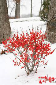 Shrubs With Winter Interest Proven Winners Winter Plants Winter Garden Garden Shrubs