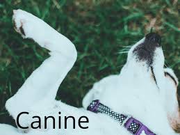 While probiotics are not recommended for dogs with acute pancreatitis, their effect on chronic pancreatitis is unknown. What Is Canine Pancreatitis Pethelpful