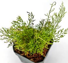 Image result for Asplenium theciferum