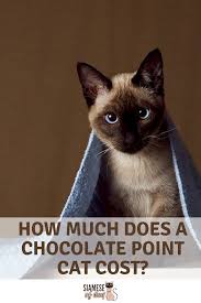 At one point in time there used to be around 30 different color points and marking varieties in the siamese breed for registration and showing. All About Chocolate Point Siamese Cat Siameseofday Siamese Kittens Siamese Cats Siamese
