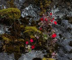 Image result for Launaea rogersii