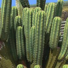 The saguaro cactus (carnegiea gigantea) is the largest cactus in the united states. Cactus Removal Services Saguaro Cost Phoenix Trim A Tree