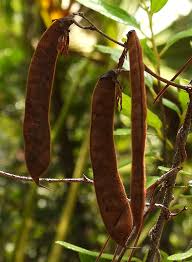 Image result for Galactia