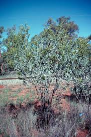 Image result for Dictyophleba