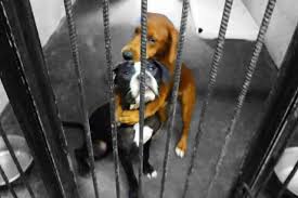 The nkla pet adoption center does not accept pets from the public. Angels Among Us Pet Rescue Hugging Shelter Dogs