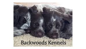 We did not find results for: Breeder Listing German Wirehaired Pointer Club Of America
