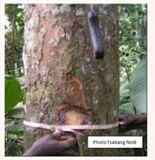 Image result for Strombosiopsis tetrandra