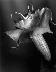 Pin On Beauty Is Timeless