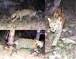 Here's a counterpoint for you. Jaguar Habitat May Be Larger In U S Than Previously Thought