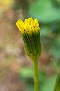 Image result for Senecio maranguensis