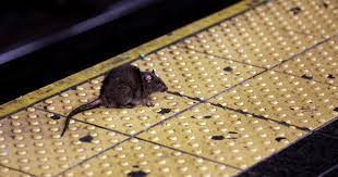 Starving Angry And Cannibalistic America S Rats Are Getting Desperate Amid Coronavirus Pandemic