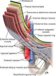 Groin muscles diagram anatomy of groin area photos muscles of the groin diagram human. The Challenging Sonographic Inguinal Canal Evaluation In Neonates And Children An Update Of Differential Diagnoses Springerlink