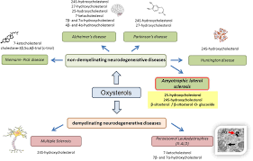 Low vitamin d deficiency exacerbates disease pathophysiology in the g93a mouse model of als.dec. Frontiers Biomarkers Of Amyotrophic Lateral Sclerosis Current Status And Interest Of Oxysterols And Phytosterols Molecular Neuroscience