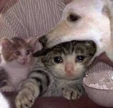 Pin On Crying Cat Memes