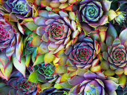 Sur la terrasse, dans le jardin en pleine terre et en plein soleil. Experience Incroyable Donnez A Votre Plante Des Couleurs Atypiques