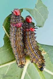 Black And Red Spiky Caterpillar Red Humped Caterpillar Schizura Concinna Caterpillar Insect Beautiful Bugs Bugs And Insects