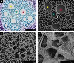 Plant cell under microscope black and white. A Scanning Electron Microscopy Technique For Viewing Plant Microbe Interactions At Tissue And Cell Type Resolution Phytopathology