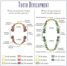 Teeth Growth Chart Taking Care Of Baby Teething Remedies