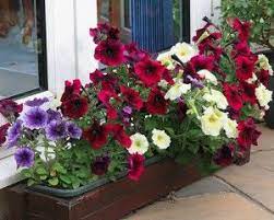 How To Keep My Petunias From Becoming Leggy Blog Growjoy Container Flowers Petunia Plant Petunia Planter
