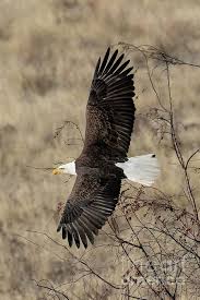 Birds Of Prey Animals List Over Gold Eagle Pictures Bald Eagle Beautiful Birds