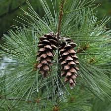 Image result for Pinus strobus