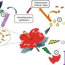 Pdf Anthosphere Microbiome And Their Associated Interactions At The Aromatic Interface